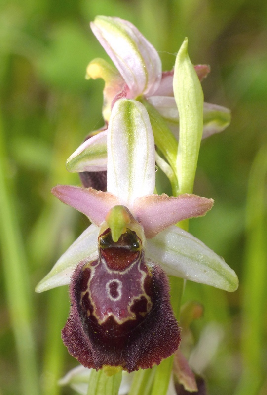 Ophrys montis-leonis sulla costa tirrenica laziale e sugli Aurunci  marzo 2024